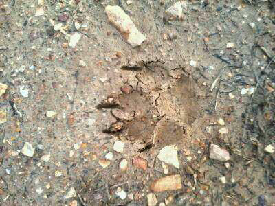 Size Of Mountain Lion Tracks