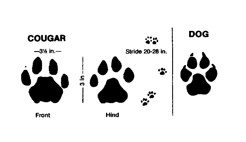 Size Of Mountain Lion Tracks