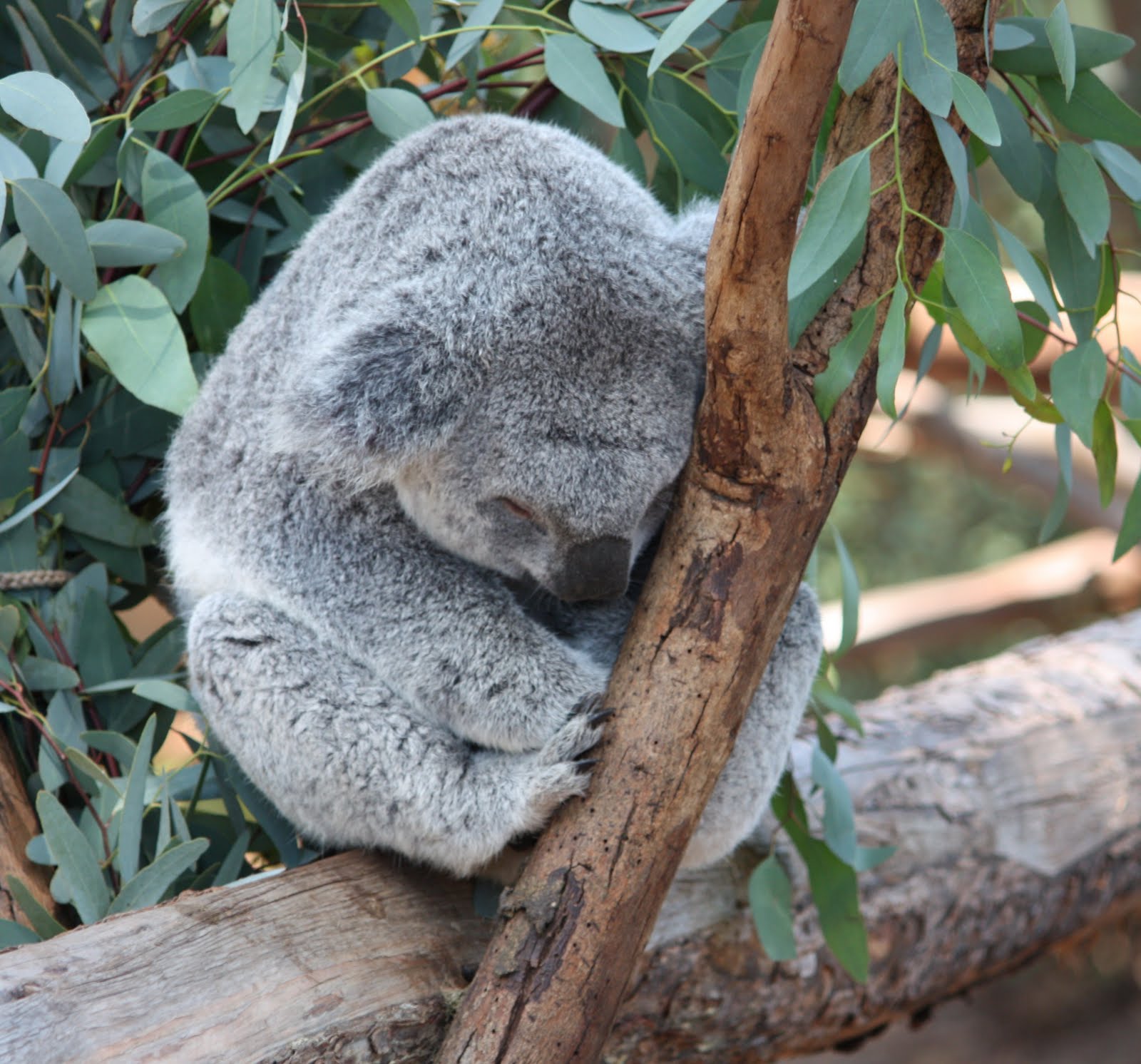 Sleeping Koala Pictures