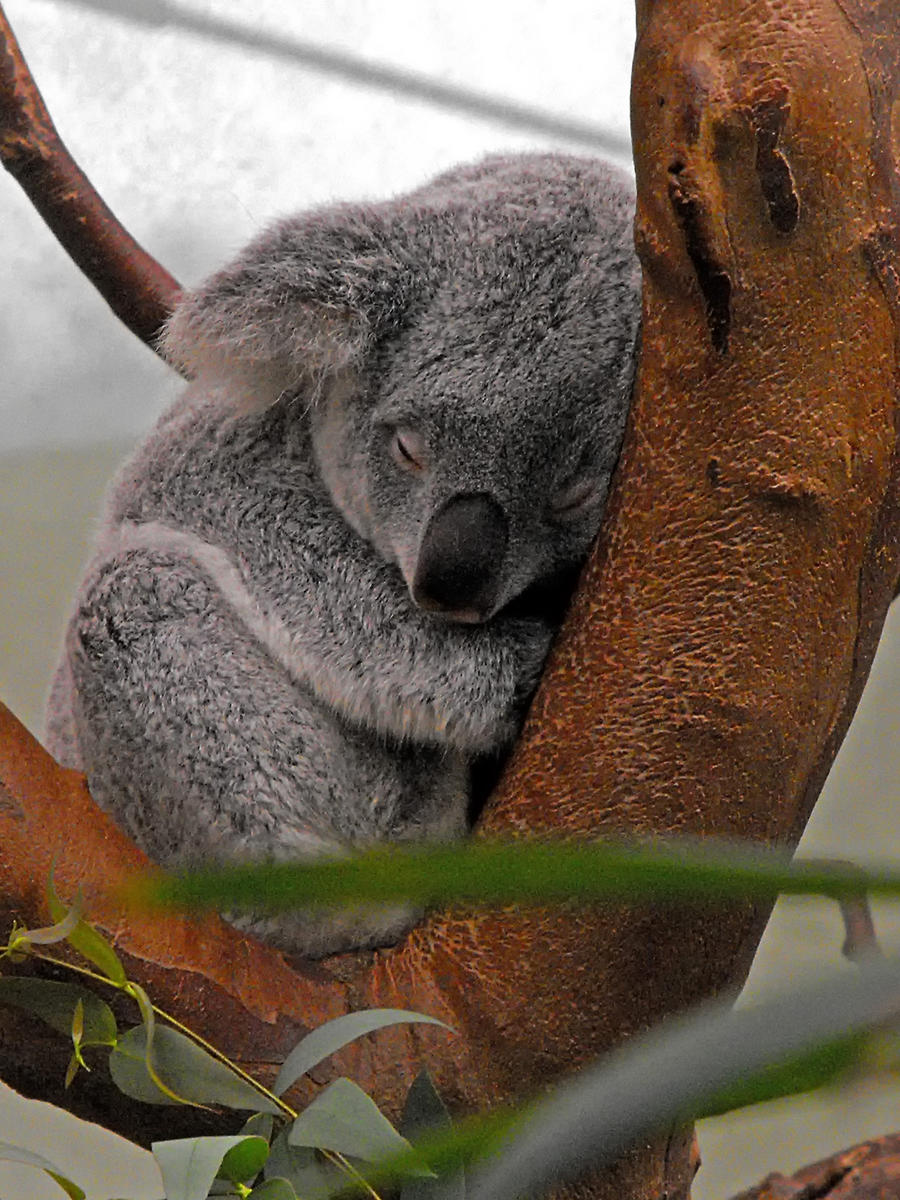 Sleeping Koala Pictures