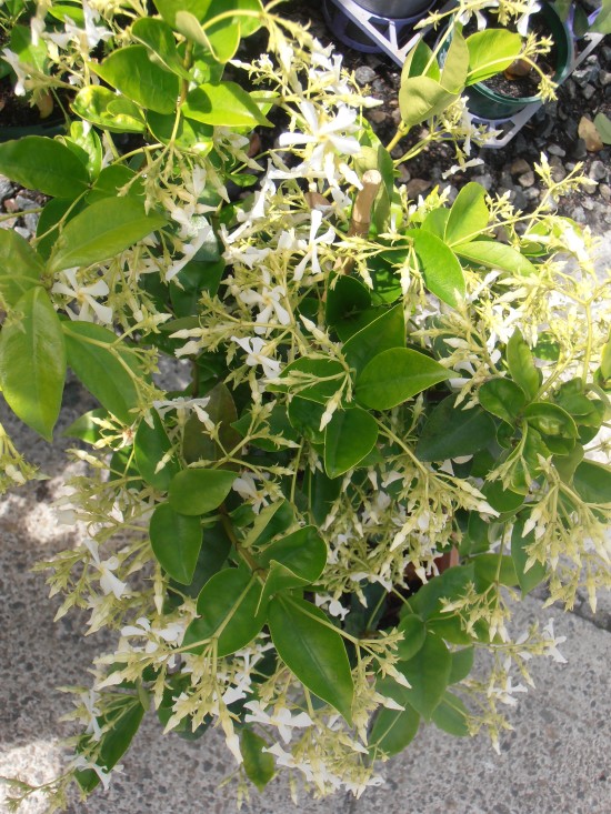 Star Jasmine Plant Care