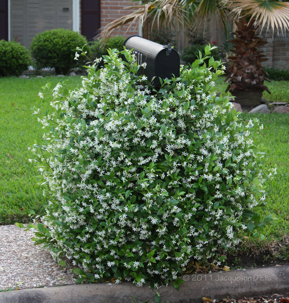 Star Jasmine Plant Care