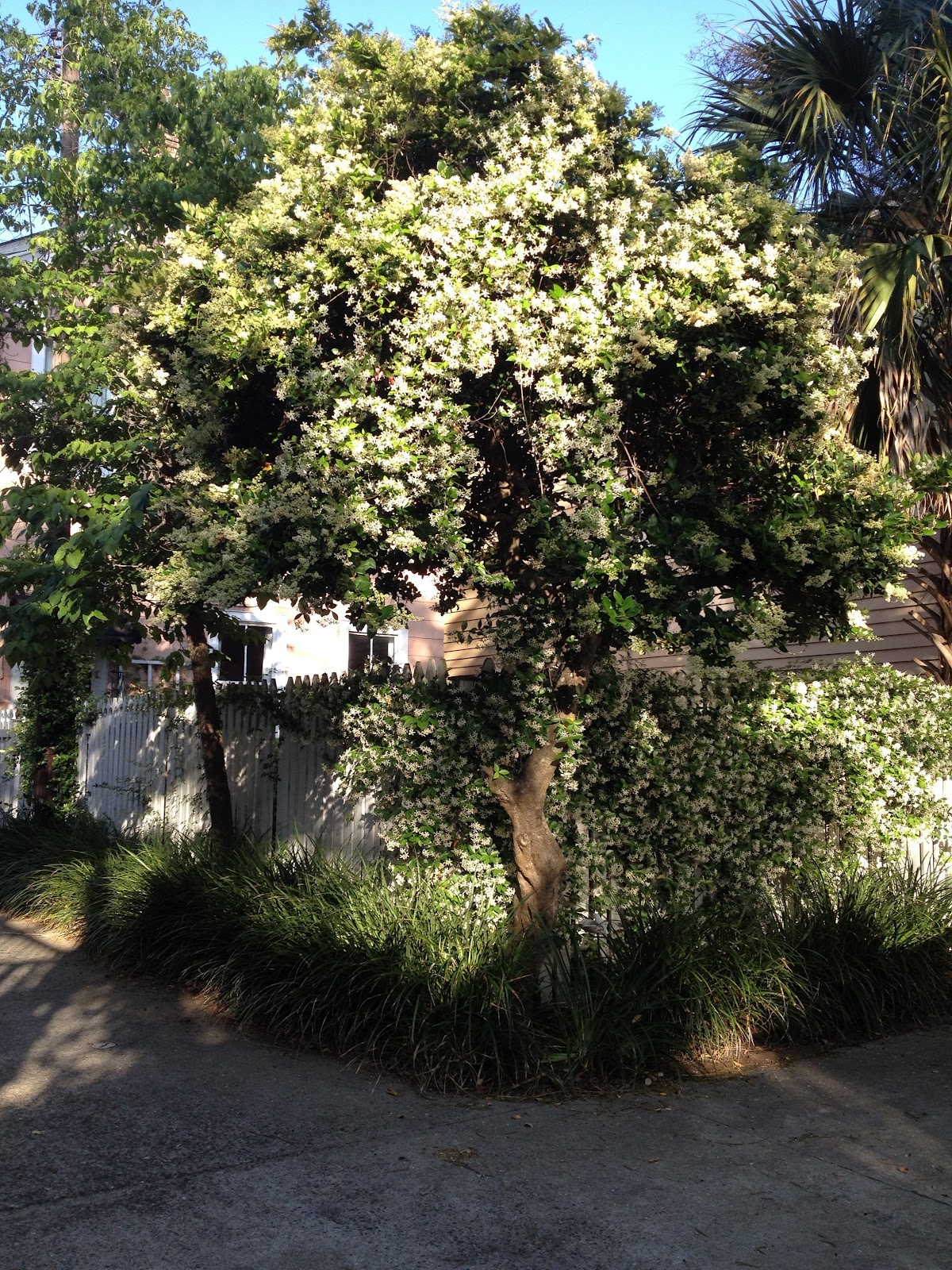 Star Jasmine Plant Care