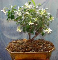 Star Jasmine Plant Care