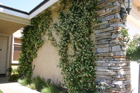 Star Jasmine Plant Care