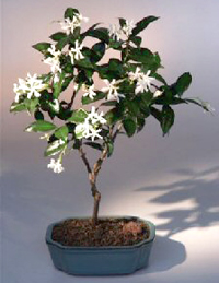 Star Jasmine Plant Care