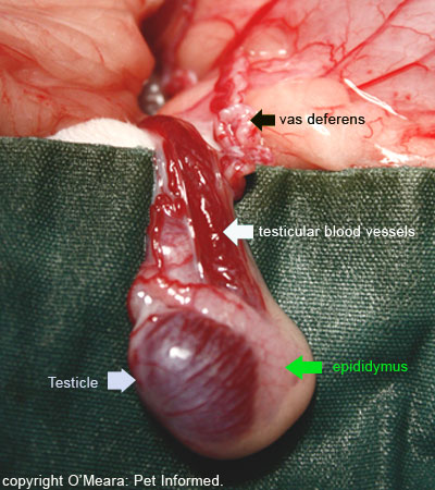 Steroid Testicles Pictures