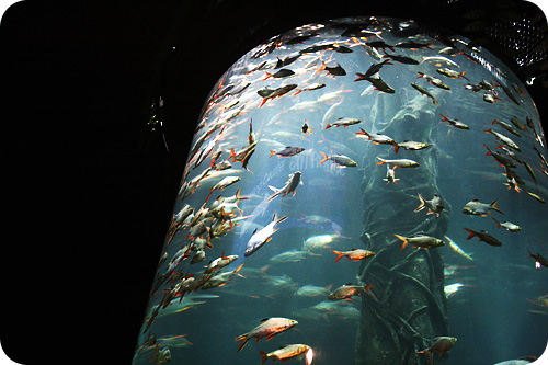 Suria Klcc Aquaria