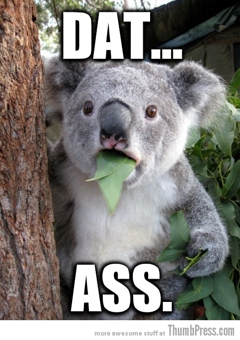 Surprised Koala Bear Meme