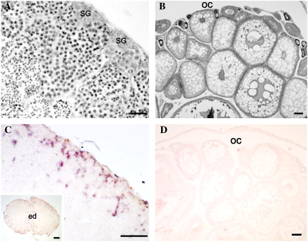 Testes And Ovaries Are Types Of