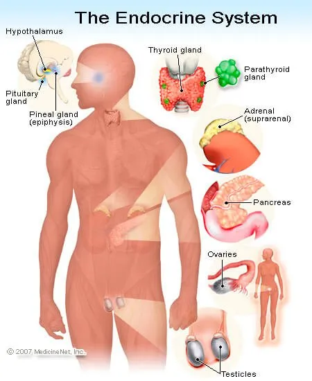 Testes And Ovaries Function