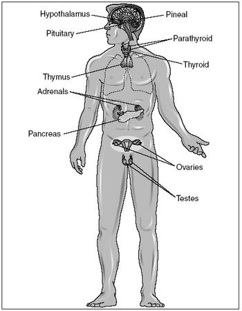 Testes And Ovaries Function