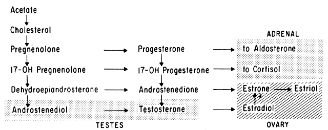 Testes And Ovaries That Make Steroids (lipids) Would Have A Larger Amount Of