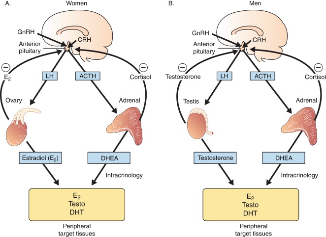 Testes And Ovaries That Make Steroids