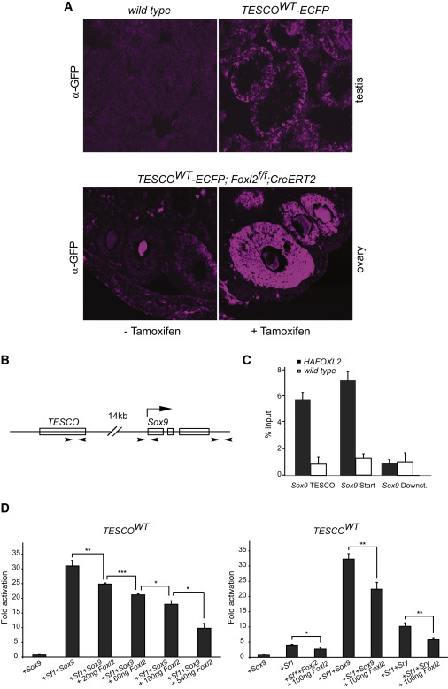 Testes And Ovaries That Make Steroids