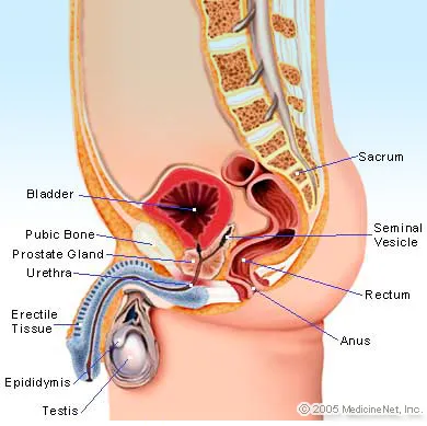 Testes Of Male