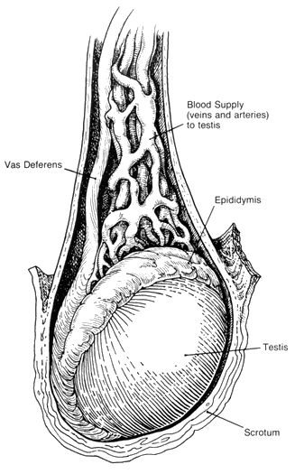 Testes Of Male