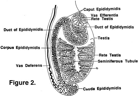 Testicles Diagram