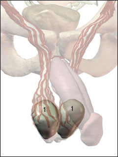 Testicles On Steroids Pictures