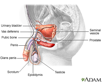 Testicles Pain