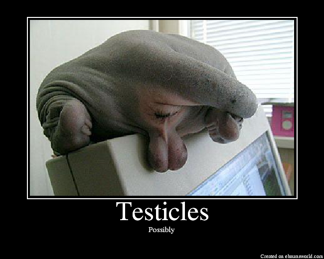 Testicles Photos