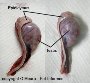 Testicles Removed At Birth