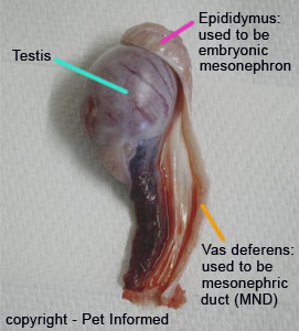 Testicles Removed At Birth