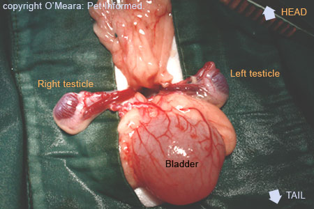 Testicles Removed Pictures