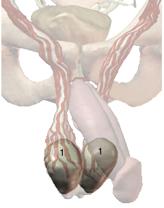 Testicular Cancer Lump Picture