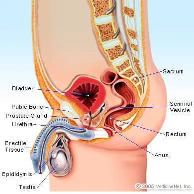 Testicular Cancer Lump Picture