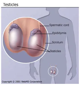 Testicular Cancer Lump Size