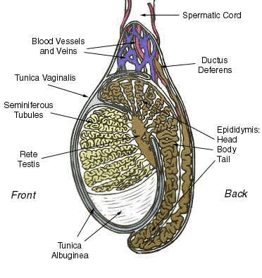 Testis Anatomy Diagram