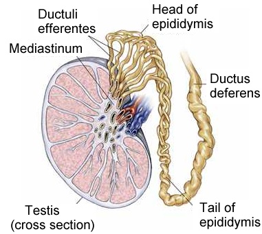 Testis Anatomy Pictures