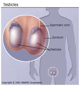 Testis Cancer Symptoms