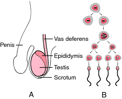 Testis Definition