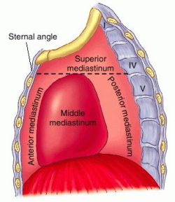 Testis Definition