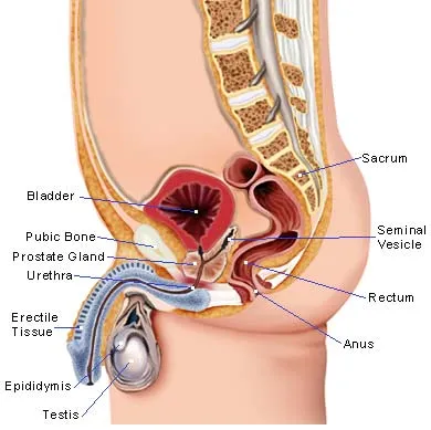 Testis Definition