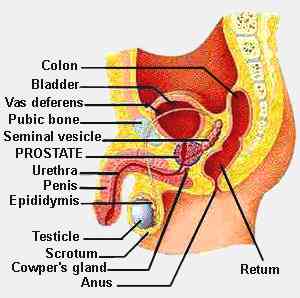 Testis Definition