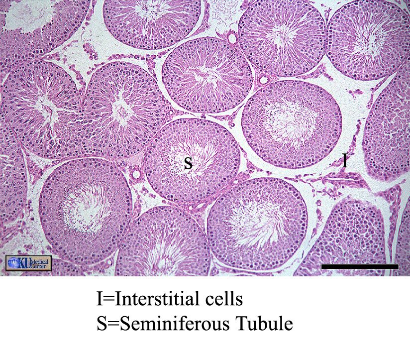Testis Histology Slide