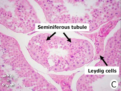 Testis Histology Slide