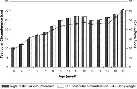 Testis Size Age