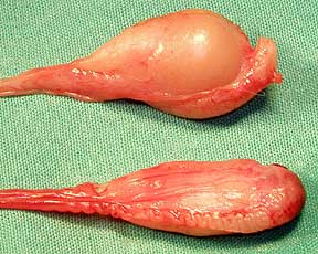 Testis Size Difference