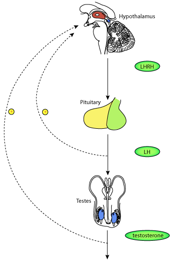 Testosterone Hormone Diagram