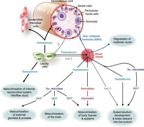 Testosterone Hormone Diagram