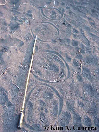 What Does Mountain Lion Tracks Look Like