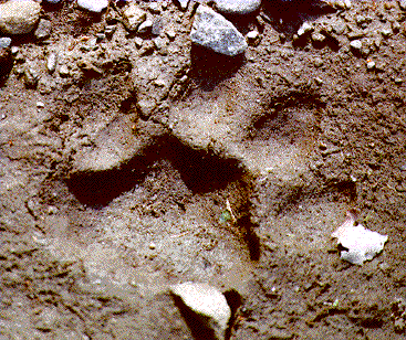 What Does Mountain Lion Tracks Look Like