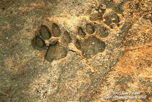 What Does Mountain Lion Tracks Look Like