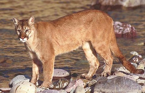 What Does Mountain Lion Tracks Look Like