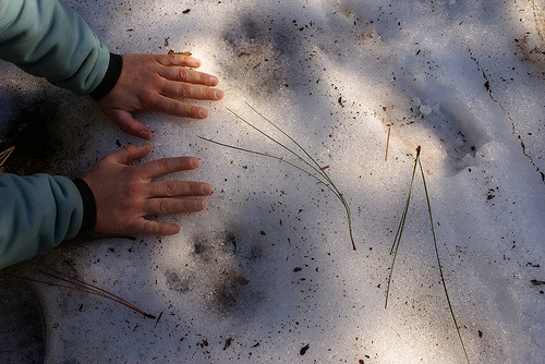 What Does Mountain Lion Tracks Look Like