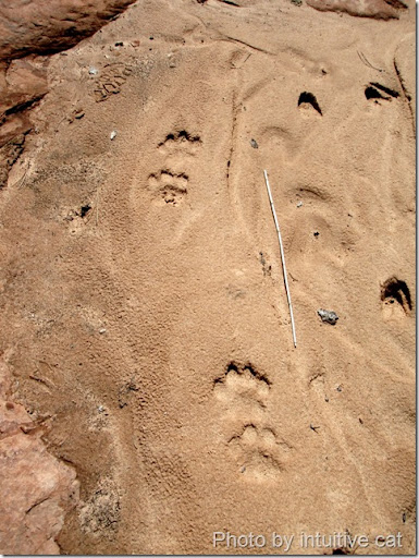 What Does Mountain Lion Tracks Look Like